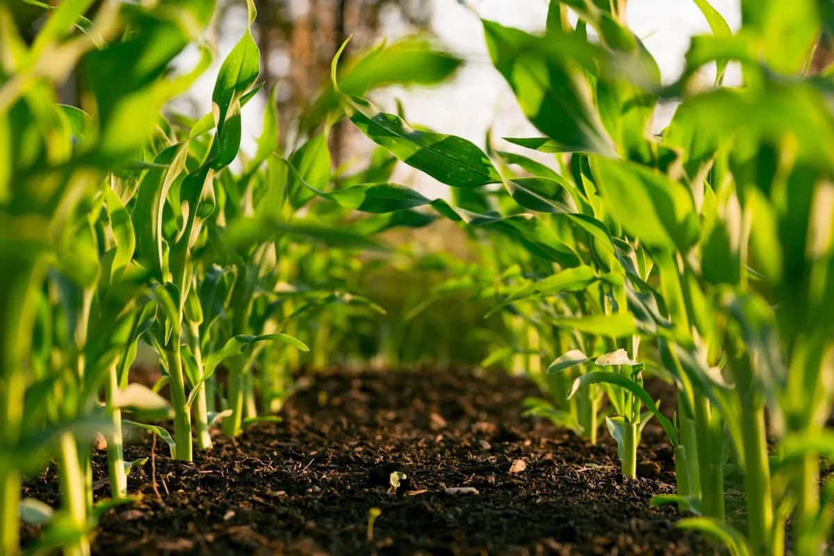 Agricultural Consultancy